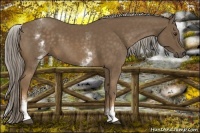 Horse Color:White Spotted Chocolate Palomino