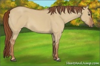 Horse Color:Red Dun Roan