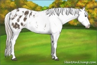 Horse Color:Chocolate Palomino Sabino Appaloosa