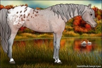 Horse Color:Brown Appaloosa 