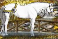 Horse Color:Liver Chestnut Splash Appaloosa