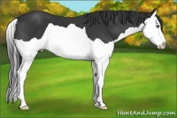 Horse Color:Black Splash