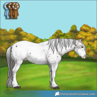 Horse Color:Brown Sabino Appaloosa