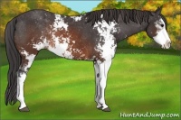Horse Color:Brown Sabino Appaloosa Rabicano 