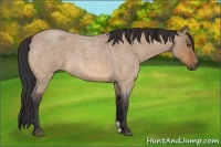 Horse Color:Bay Roan Dun 