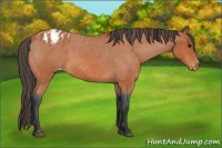 Horse Color:Bay Roan Appaloosa