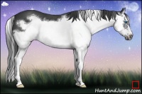 Horse Color:Blue Roan Splash Frame 
