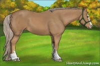 Horse Color:Palomino Sabino