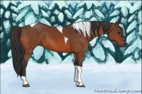 Horse Color:Bay Tobiano 