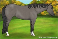 Horse Color:Smoky Grullo Roan 