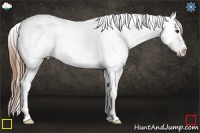Horse Color:Chestnut Splash Appaloosa 