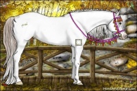 Horse Color:Liver Chestnut Sabino Frame Appaloosa 