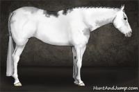 Horse Color:White Spotted Black Splash Frame 