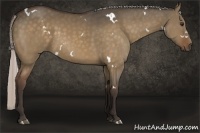 Horse Color:White Spotted Silver Bay Dun 
