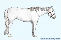 Horse Color:Silver Black Sabino Splash