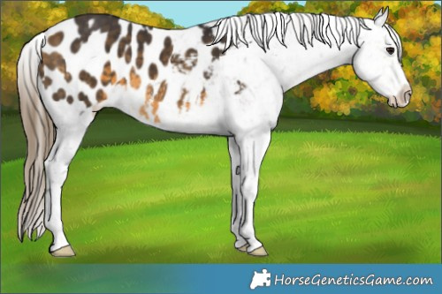 Horse Color:Buckskin Blanket 