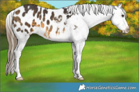 Horse Color:Buckskin Appaloosa 