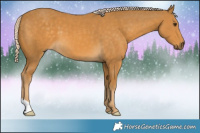Horse Color:Palomino