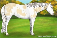 Horse Color:White Spotted Silver Classic Champagne Dun Splash 
