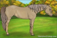 Horse Color:Chocolate Palomino Dun