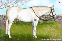 Horse Color:White Spotted Gold Cream Champagne Frame 
