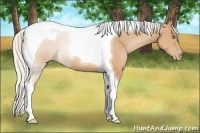 Horse Color:Silver Bay Pearl Tobiano 