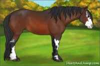Horse Color:Bay Splash Frame 