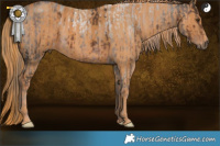 Horse Color:White Spotted Liver Red Roan Rabicano  Brindle