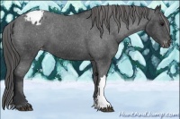 Horse Color:Black Appaloosa 