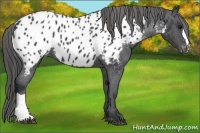 Horse Color:Black Appaloosa