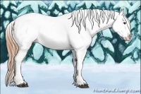 Horse Color:Chestnut Splash Appaloosa 