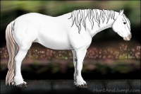 Horse Color:Bay Splash Appaloosa 