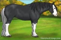Horse Color:Black Splash