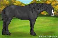 Horse Color:Black Splash