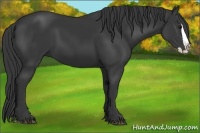 Horse Color:Black Splash 
