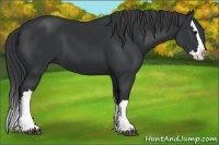 Horse Color:Black Splash 