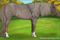 Horse Color:Chocolate Palomino Roan 