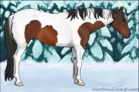 Horse Color:Bay Tobiano 