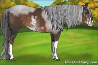 Horse Color:Liver Chestnut Sabino 