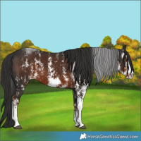 Horse Color:Liver Chestnut Sabino 