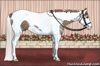 Horse Color:Silver Black Splash Tobiano 