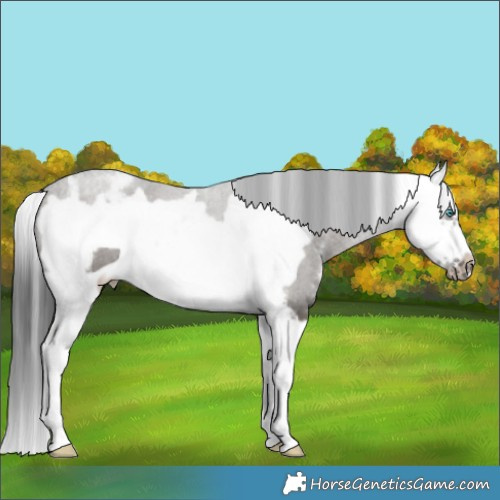 Horse Color:Grullo Sabino Splash Frame 