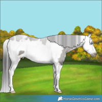 Horse Color:Grullo Sabino Splash Frame 