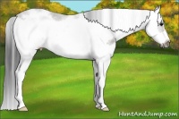 Horse Color:Grullo Sabino Splash Frame 