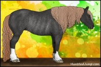 Horse Color:Liver Chestnut Rabicano 