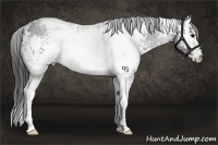 Horse Color:White Spotted Black