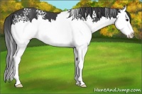 Horse Color:White Spotted Smoky Black Splash 