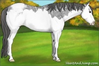Horse Color:Black Ice Sabino Splash Appaloosa 