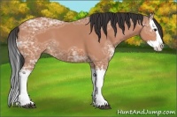 Horse Color:Bay Ice Splash 