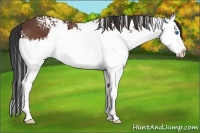 Horse Color:White Spotted Bay Splash
